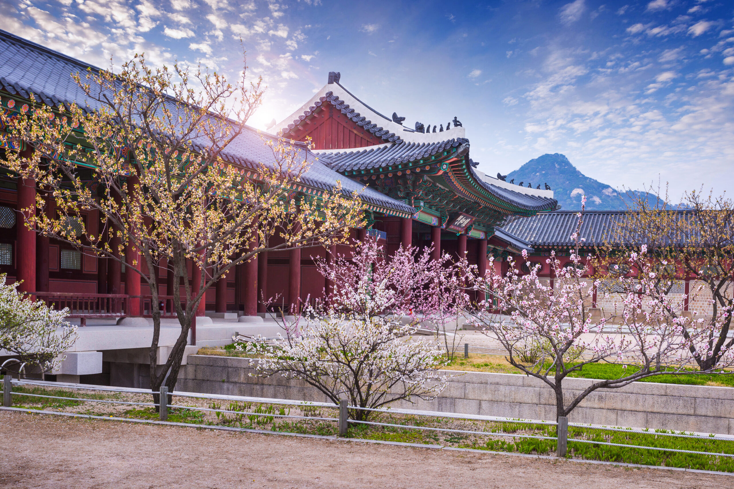 Korea cherry blossom